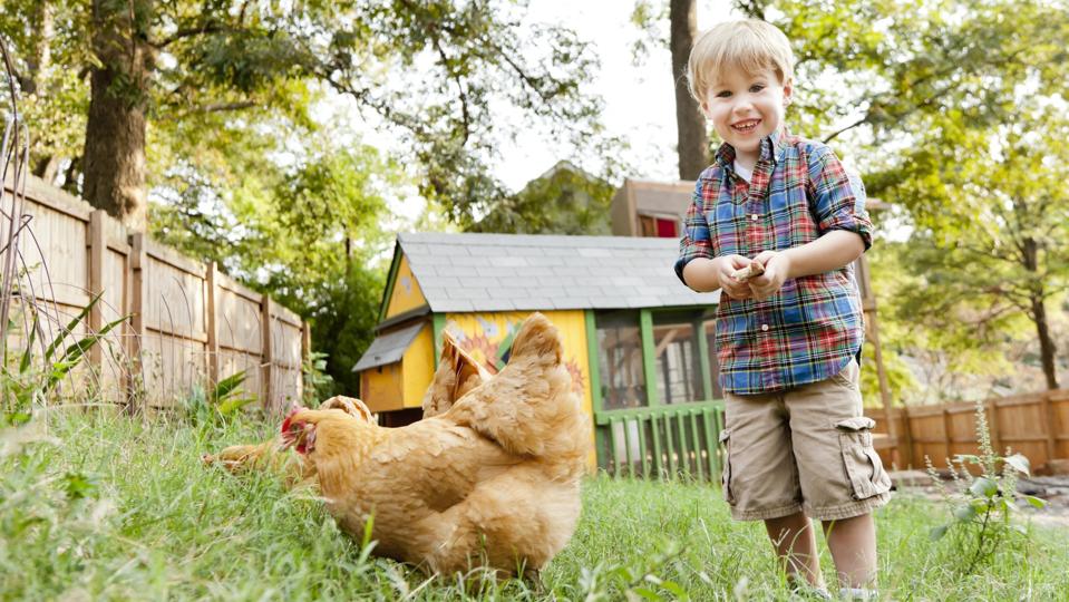 Little Boy with Backyard Chickens