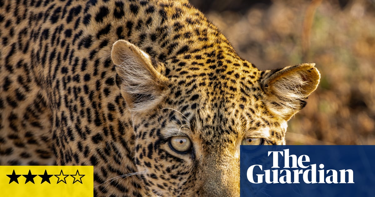 Kingdom review – David Attenborough never fails to make nature awe-inspiring | Nature documentaries