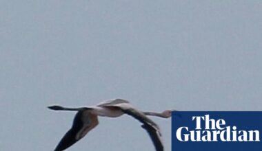 Frankie the flamingo wins her freedom after flying to France from Cornwall | Cornwall