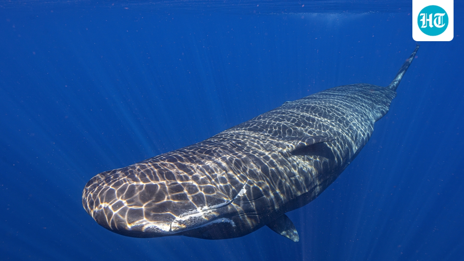 Sperm whales communicate with vowels