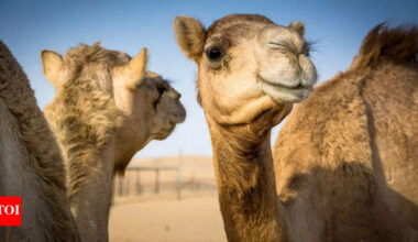 Camels might help stop Alzheimer’s! New research reveals how their tiny antibodies could protect the brain from memory loss |