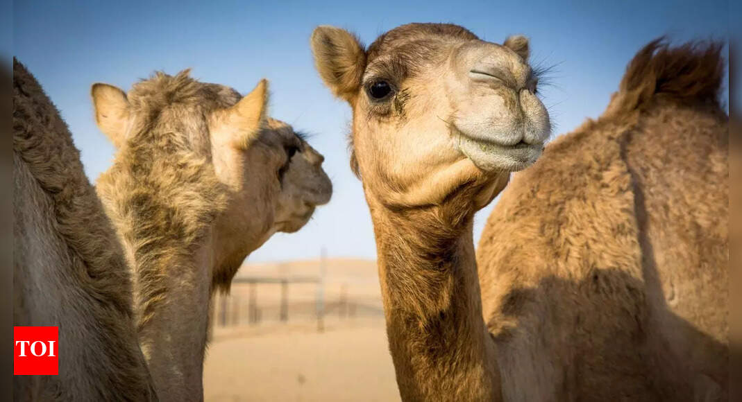 Camels might help stop Alzheimer’s! New research reveals how their tiny antibodies could protect the brain from memory loss |