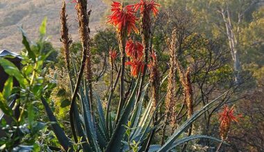Big boost for indigenous and medicinal crop production