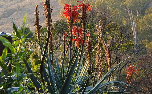 Big boost for indigenous and medicinal crop production