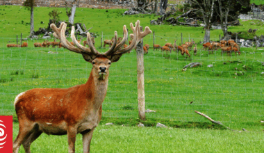 'Minister...we need to talk about deer'