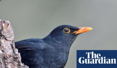 With neonicotinoid pesticide ban, France’s birds make a tentative recovery - study | Birds