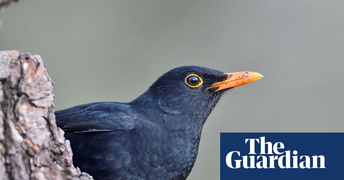 With neonicotinoid pesticide ban, France’s birds make a tentative recovery - study | Birds