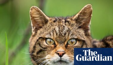 European wildcats could be seen again in England for first time in 100 years | Wildlife