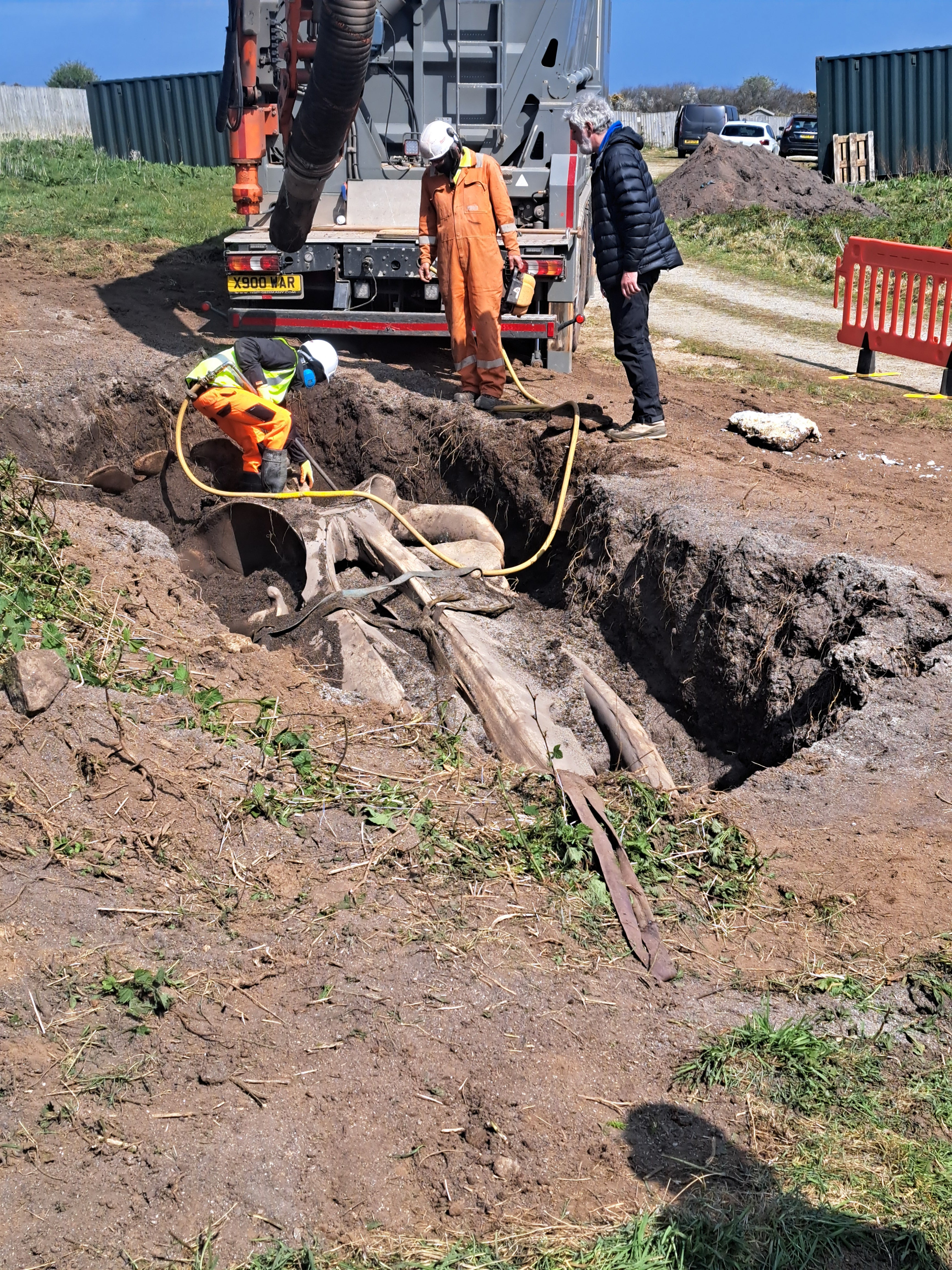 It took 10 hours to excavate the whale from the soil