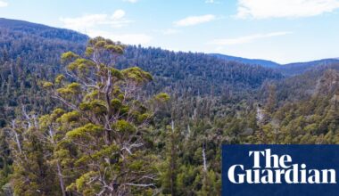 Researchers say real impact of deforestation being hidden in Australia’s official figures by ‘sleight of hand’ | Environment