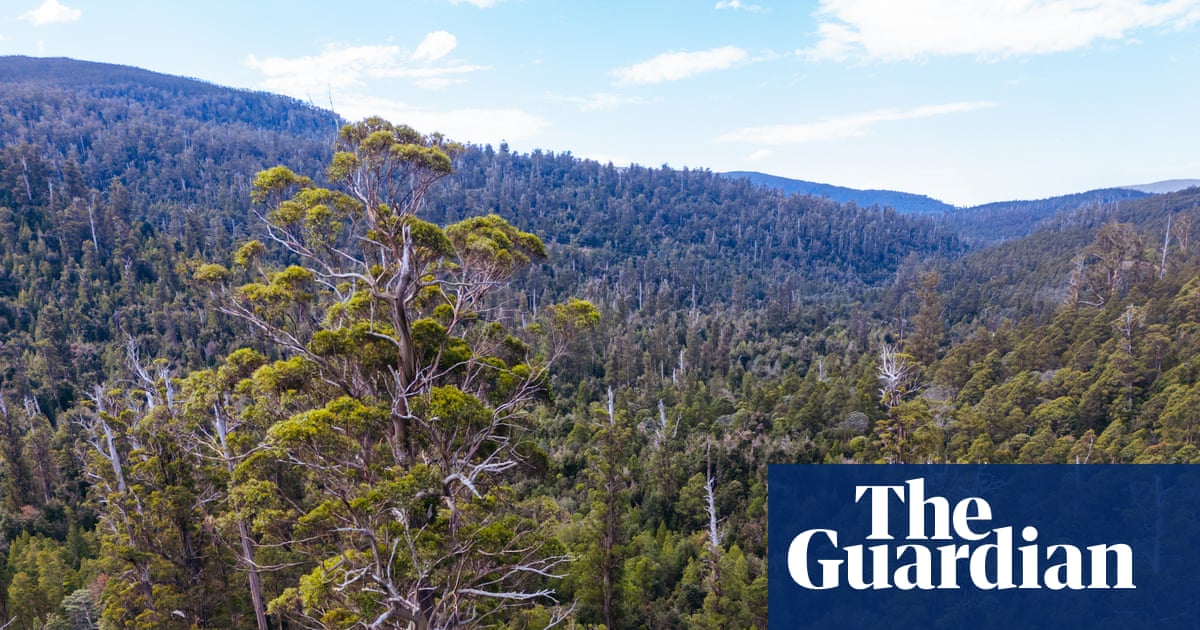 Researchers say real impact of deforestation being hidden in Australia’s official figures by ‘sleight of hand’ | Environment