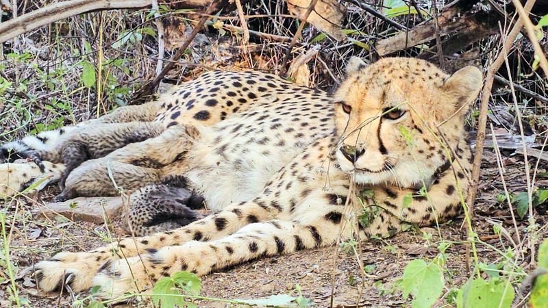 First India-born Cheetah gives birth to 5 cubs