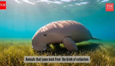 ​5 animals that made an epic comeback from the edge of extinction​