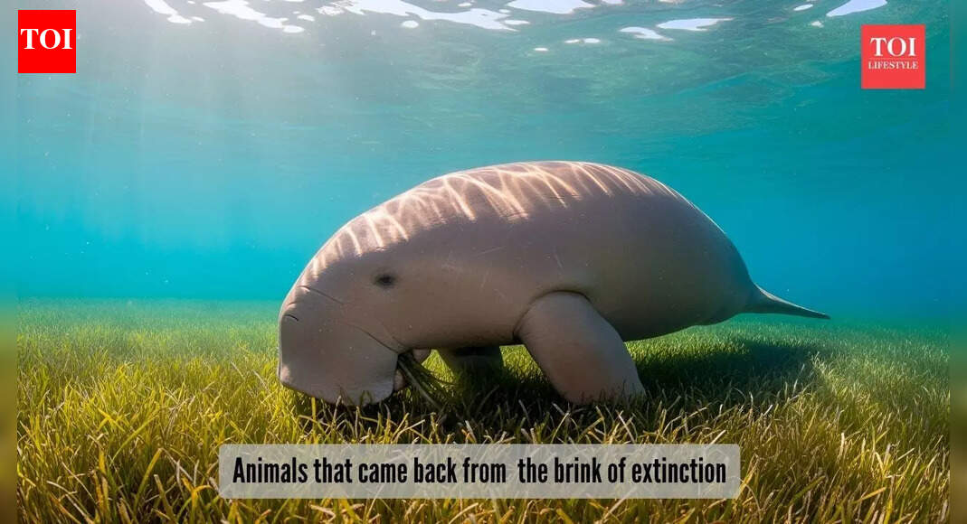 ​5 animals that made an epic comeback from the edge of extinction​