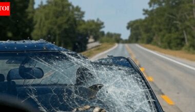 'Craziest thing I’ve ever seen': Bald eagle drops cat on car in North Carolina; mid-air fight breaks windshield
