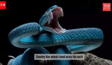 5 electric blue animals that seem to be painted with ocean water