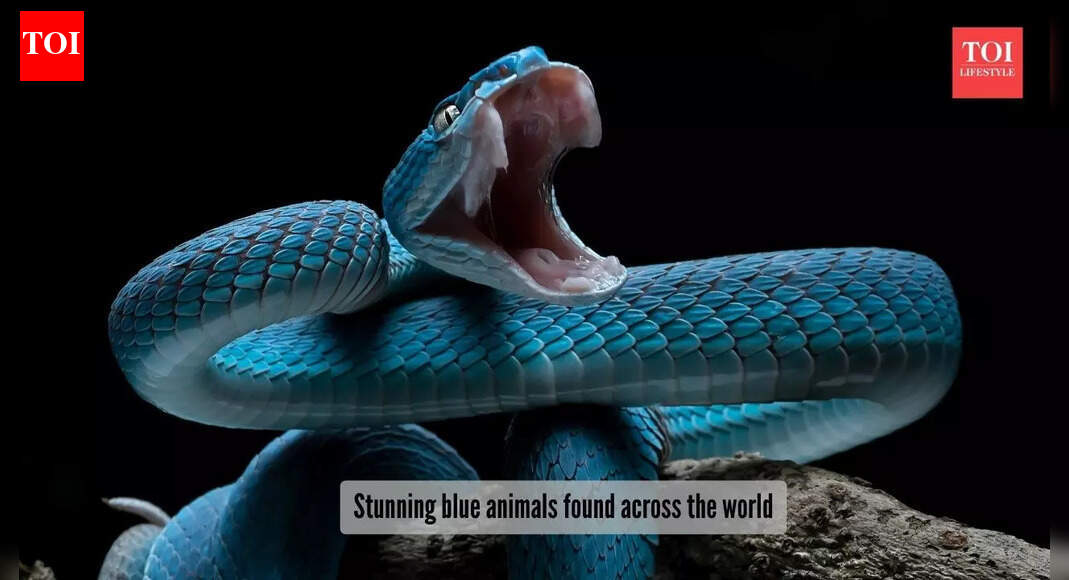 5 electric blue animals that seem to be painted with ocean water