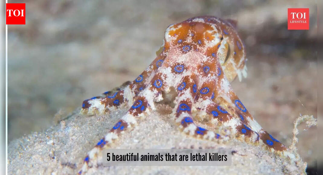 ​5 lethal killer animals that are an example of predators behind beauty