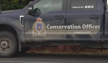 Sow and 2 cubs likely involved in Bella Coola grizzly attack on school group: conservation officer