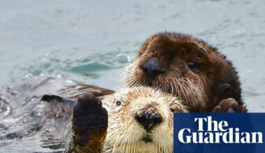 Baby sea otter named Caterpillar rescued off central California coast | California