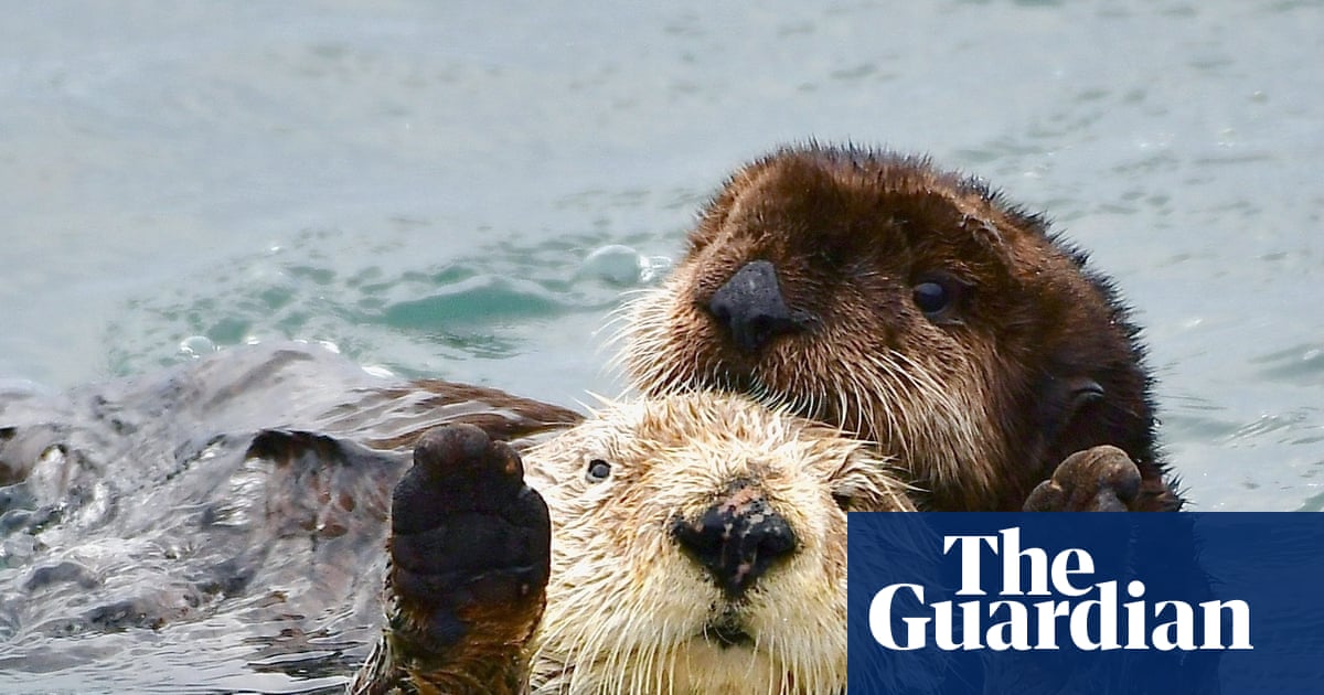 Baby sea otter named Caterpillar rescued off central California coast | California