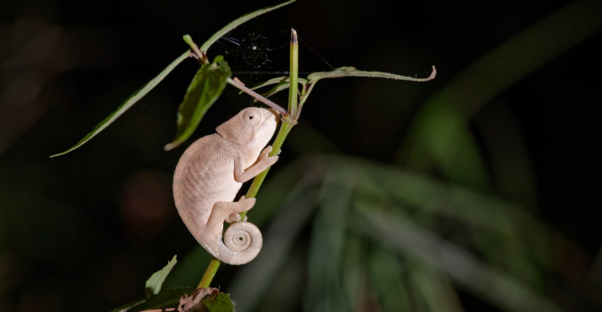 Madagascar’s chameleons and lemurs face wildfires fueled by climate change