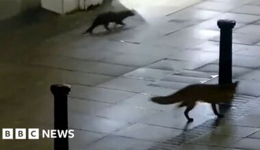 CCTV captures fox and otter’s tour of Lincoln city centre
