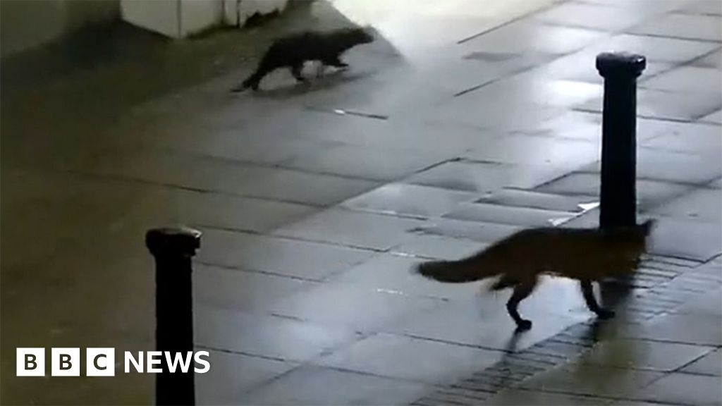 CCTV captures fox and otter’s tour of Lincoln city centre