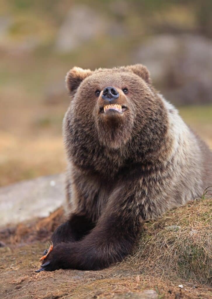 2-bear-photo