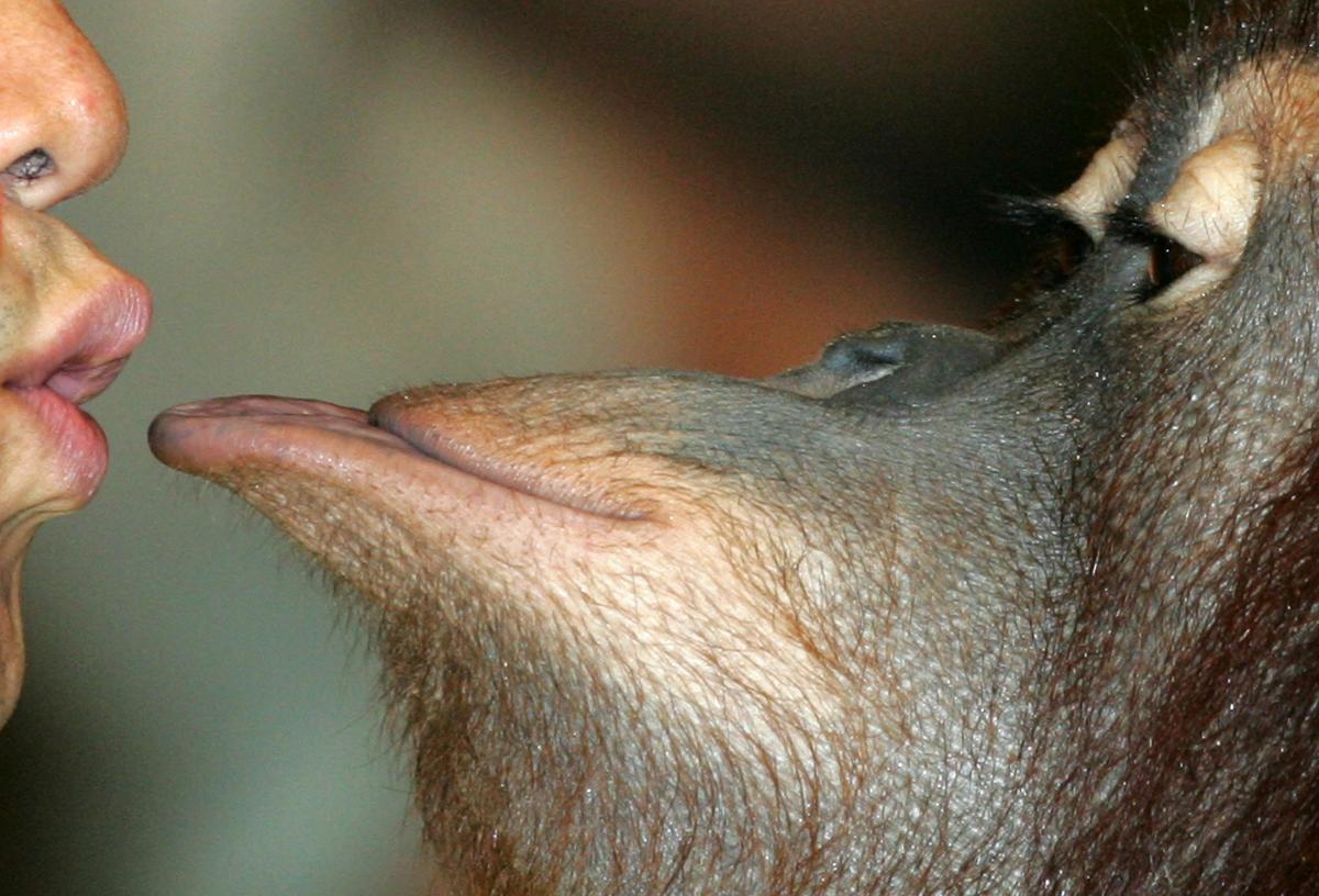 20 million years of kissing