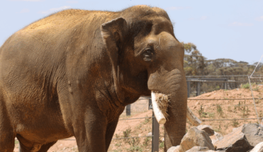 "What a spectacular bull he is" - Putra Mas makes himself at home at Monarto Safari Park