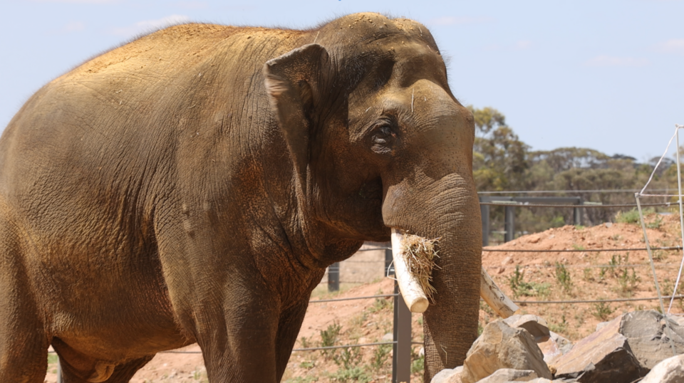 "What a spectacular bull he is" - Putra Mas makes himself at home at Monarto Safari Park