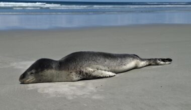 Leopard seal sunbathing, while sea lion prioritises working on handicap