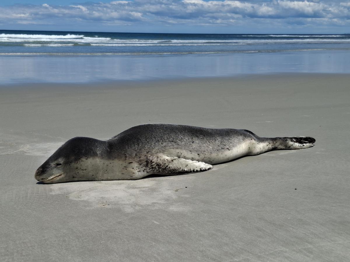 Leopard seal sunbathing, while sea lion prioritises working on handicap