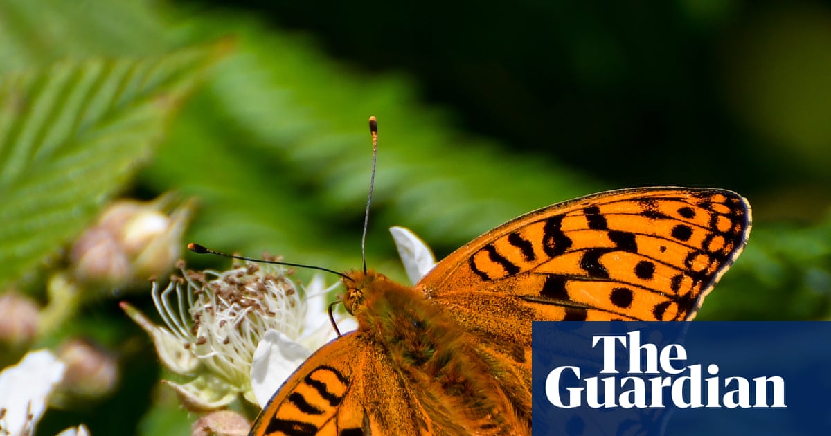 ‘A precarious position’: almost 3,000 species at risk of disappearing from Wales, report finds | Wildlife