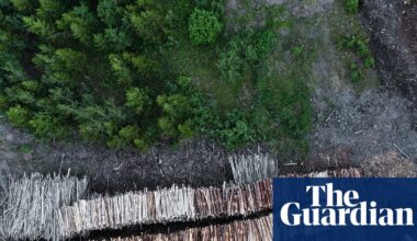 Drax still burning 250-year-old trees sourced from forests in Canada, experts say | Drax