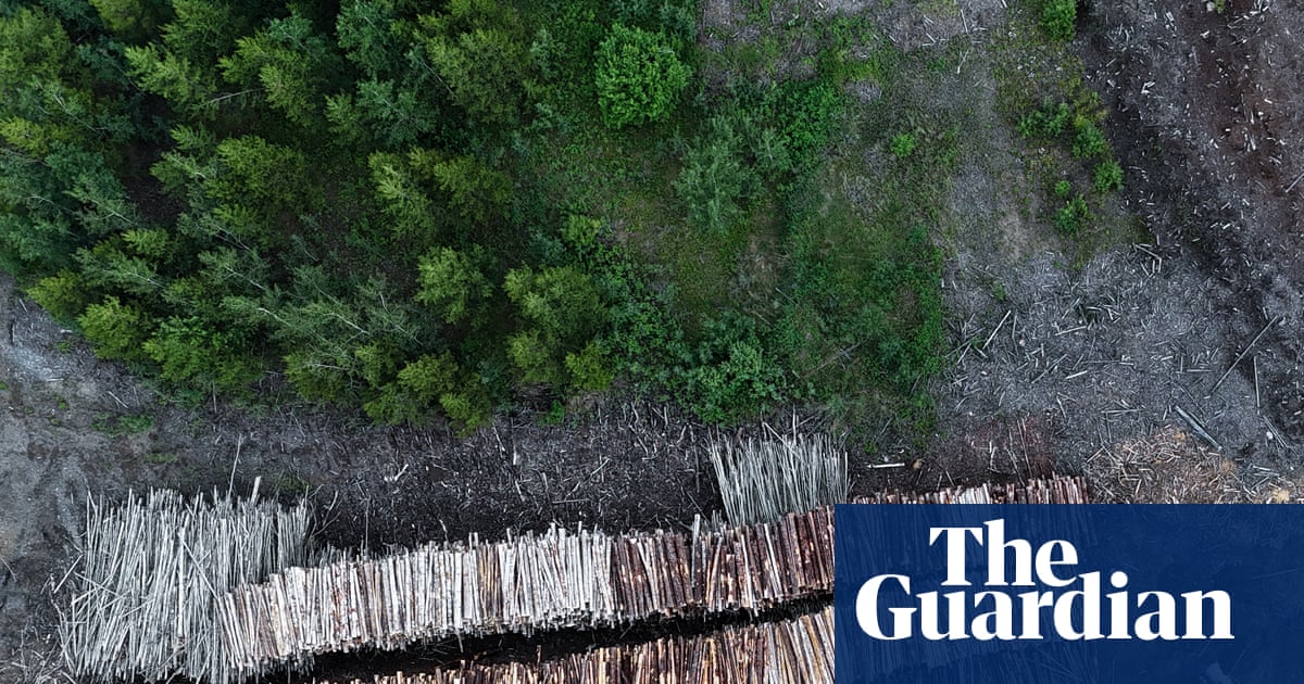 Drax still burning 250-year-old trees sourced from forests in Canada, experts say | Drax