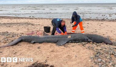 Basking shark found dead in Moray had plastic in its stomach