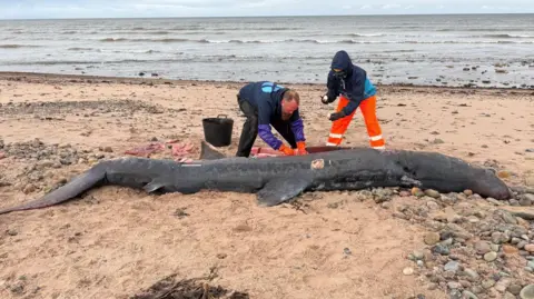 Shark and Skate Scotland The basking shark is lying on its side on a sandy beach. The animal is grey in colour. A man wearing protective gloves and waterproofs is leaning over the shark while a woman, who is wearing overalls, stands next to him. The sea is behind them.