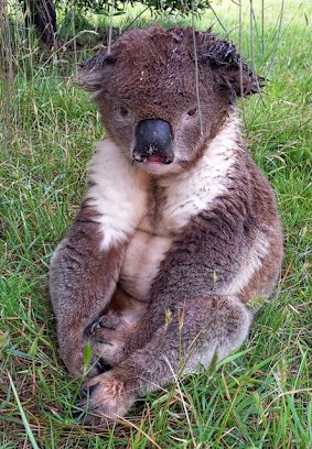 A distressed and unwell koala on French Island.