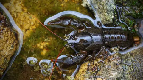John Stock/Eden Rivers Trust A white-clawed crayfish sits on a rock in the water. It has bright red antenna and red tips on its claws. 