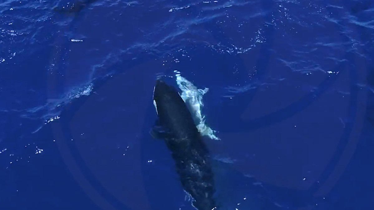 Orcas feast on great white sharks in the Gulf of California