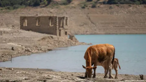 Getty Images Cows graze on parched ground near the remains of the flooded village of Kallio in Greece, which was exposed by the low water levels of the Mornos reservoir in July 2025.