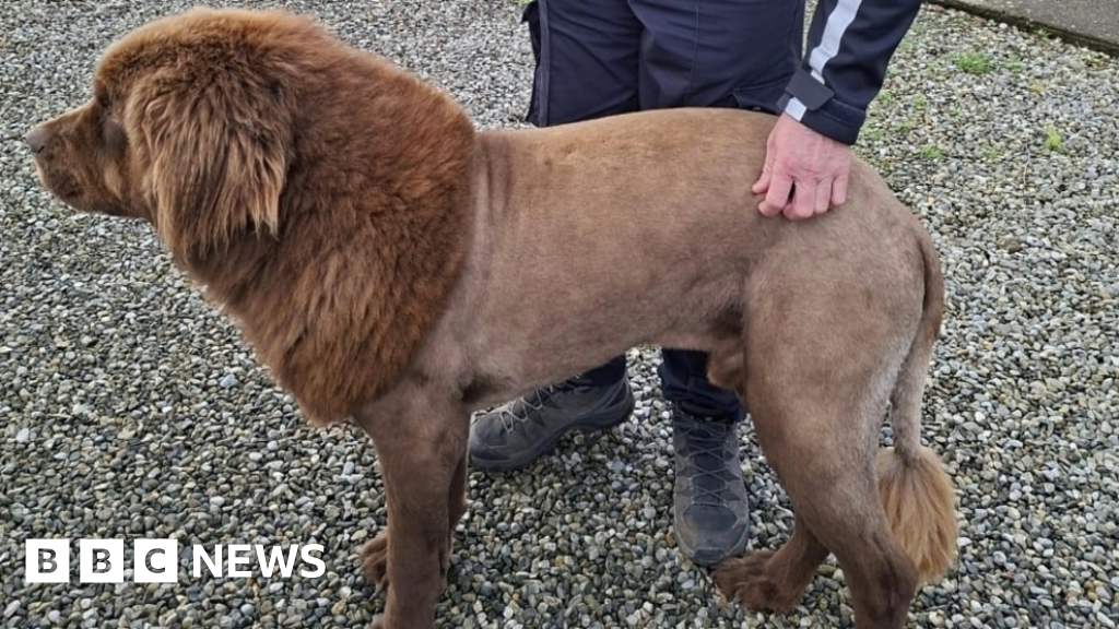 The County Clare lion which was actually a 'Mouse'