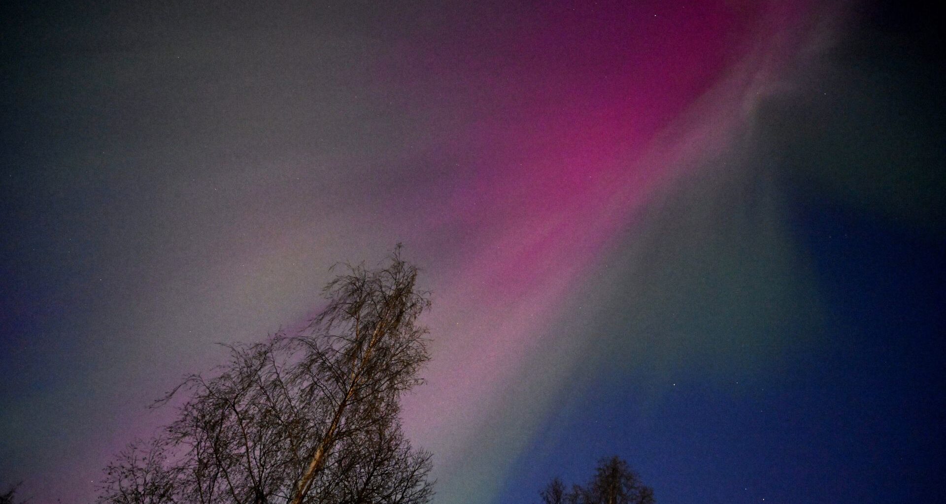 A pink and green aurora is seen in the sky over some pine trees