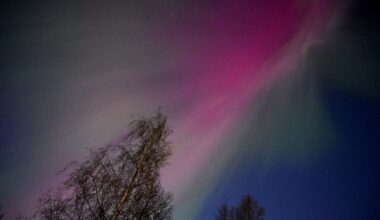 A pink and green aurora is seen in the sky over some pine trees
