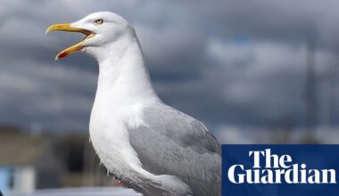 Worth a shout? Yelling is best way to deter gulls, UK study suggests | Animal behaviour