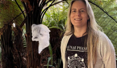 SunLive - Halloween cobwebs are good DNA collectors 