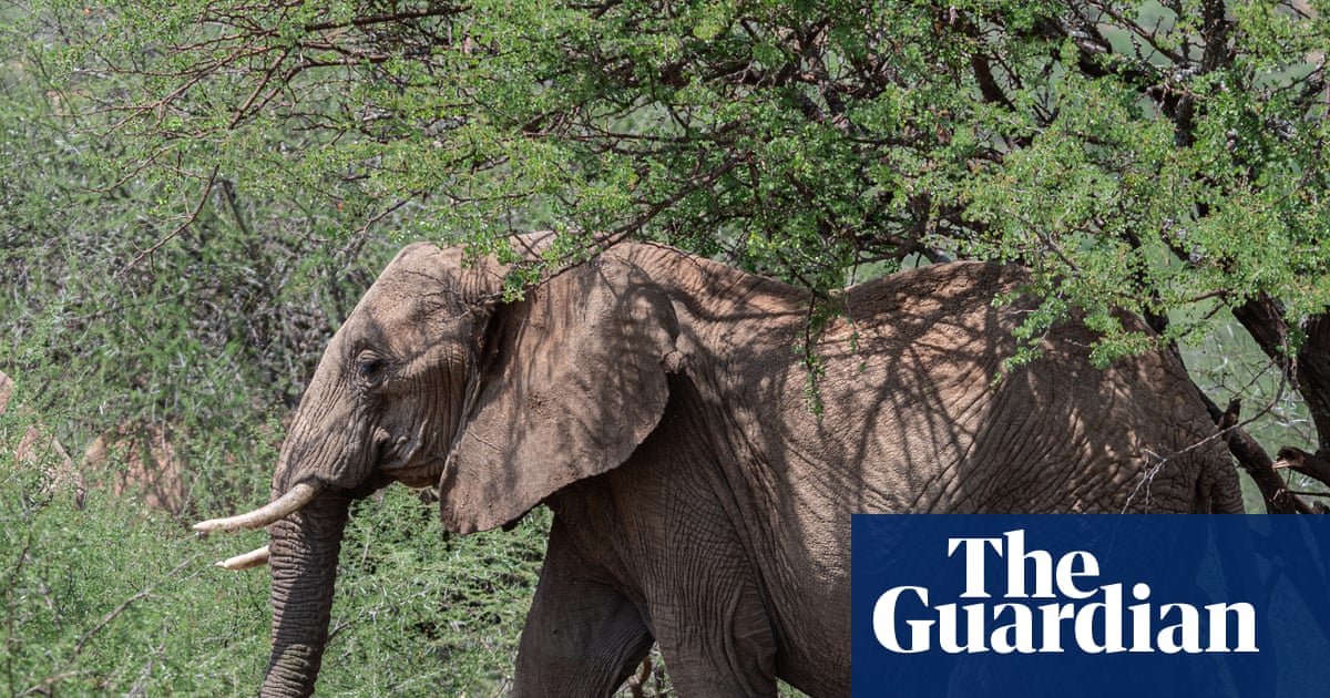 Kenya’s growing towns are leaving elephants with nowhere to go | Environment