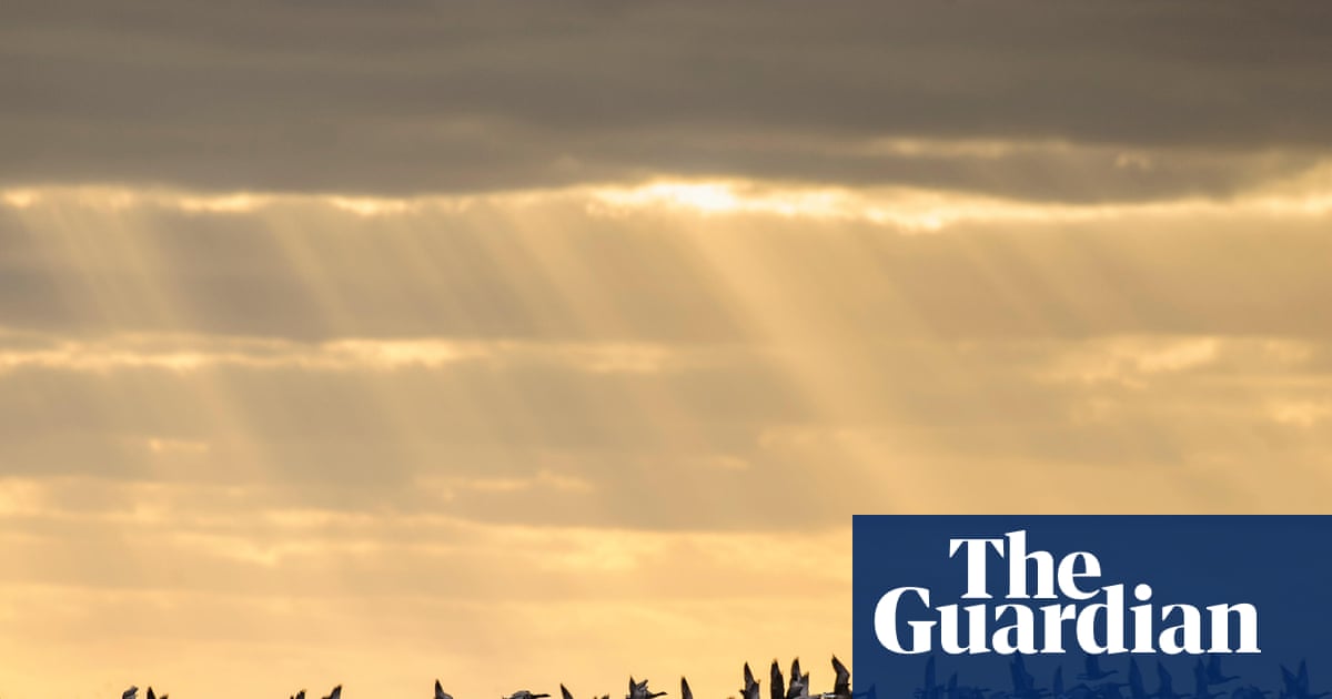 ‘A win for nature and people’: Elizabeth line soil used to create Essex bird haven | Birds